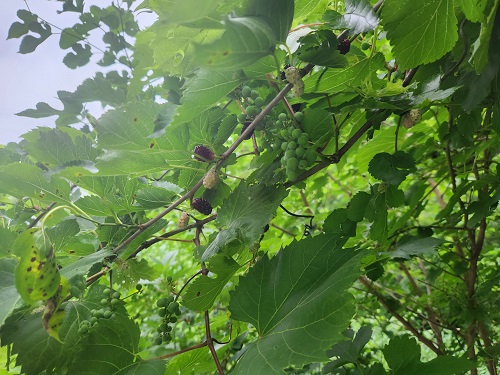 Wild Grapes and Mulberry 4.jpg